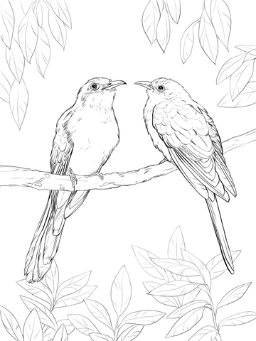 Black Billed Cuckoo Coloring Page